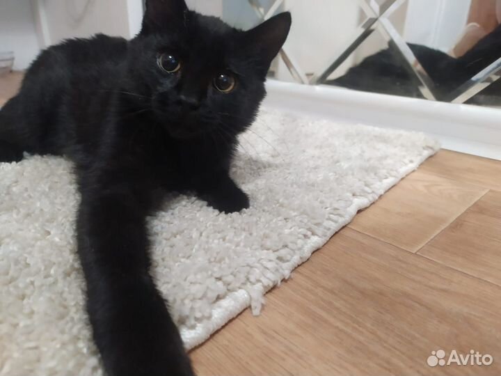 Кошечка подросток Катя