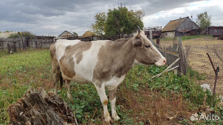 Корова дойная