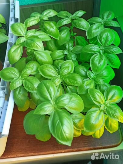 Рассада базилик зелёный и фиолетовый
