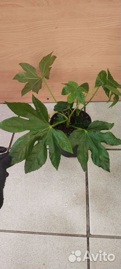 Фатсия японская