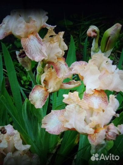 Ирисы карликовые