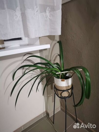 Гипераструм, Амарилис