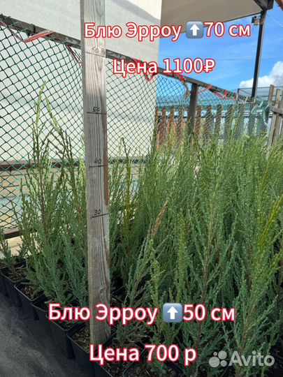 Туя смарагд