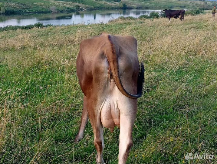 Корова дойная