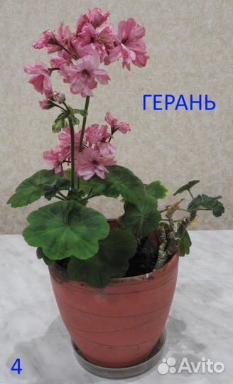 Комнатные цветы в горшках