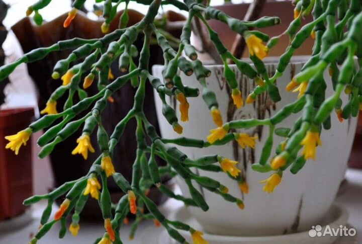 Цветы комнатные