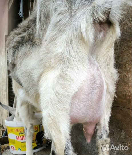 Продается Альпийский козлик на племя