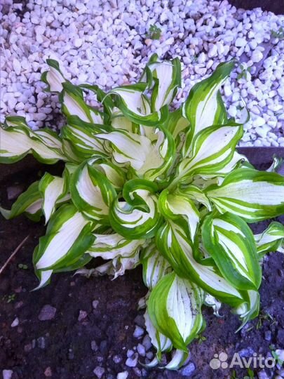 Хоста растение