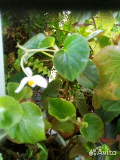 Бегония вечноцветущая