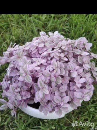 Аихризон, молочай,коллизея.дубки'