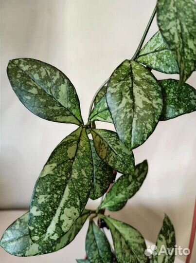 Хойи набором 10 шт/срезы+укорененные