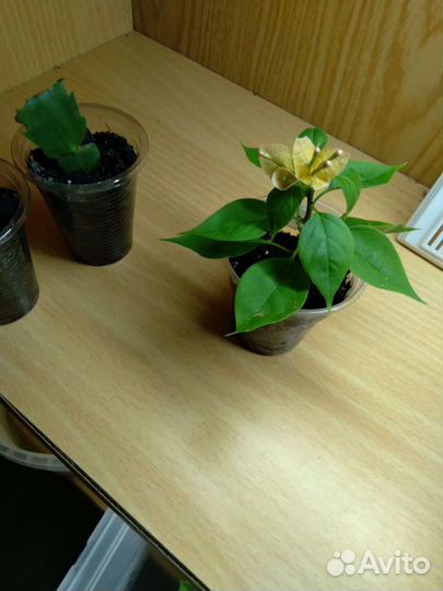 Бугенвиллии