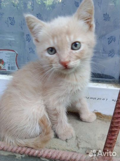 Котенок