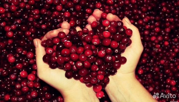Замороженная клюква в розницу и оптом