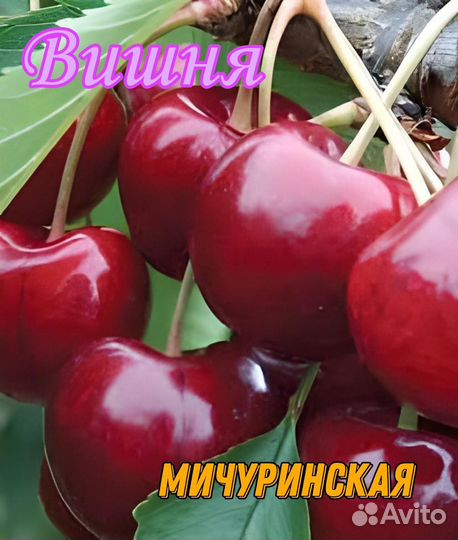 Саженцы вишни