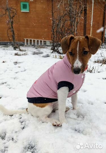 Одежда для собаки Triol