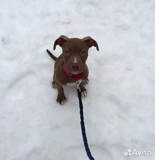 Выгульщик собак