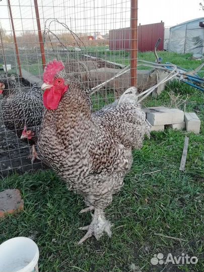 Цыплята. Инкубационные яйцо породных кур