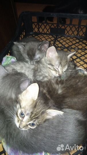 Кошка в дар бесплатно