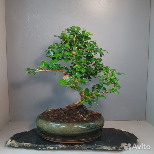 Дерево Бонсай - Кармона 15 лет