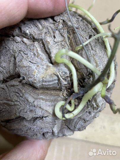 Dioscorea elephantipes
