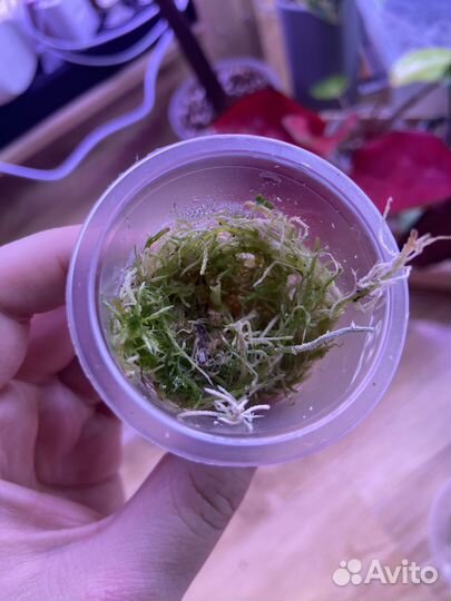 Клубни алоказий