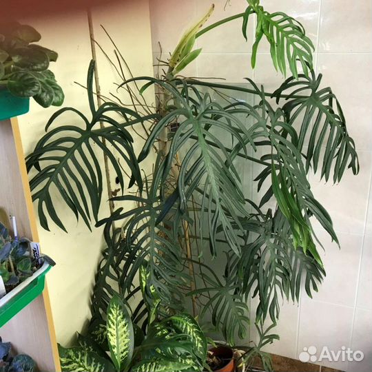 Филодендрон Изящный Elegans