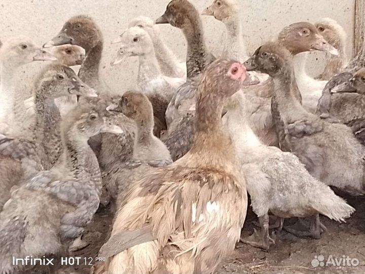 Мускусные утята тяжелой линии