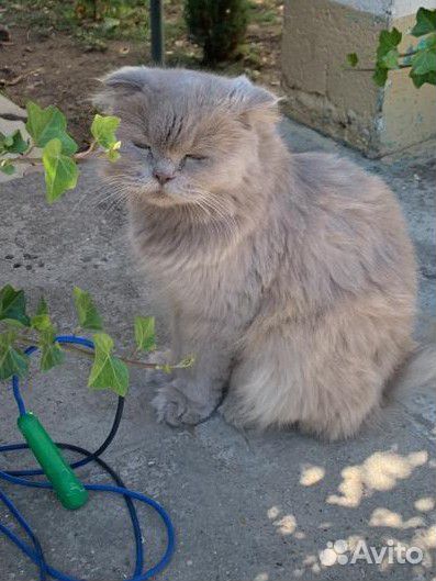 Кошка в добрые руки