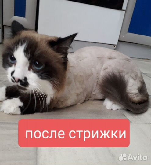 Груминг кошек