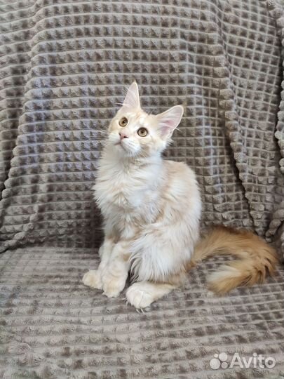 Котята мейн-кун