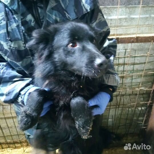 Собака в отлове