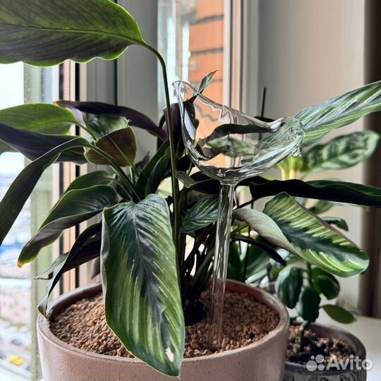 Автополив для комнатных растений