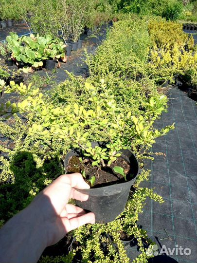 Барбарис тунберга