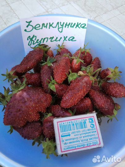 Саженцы клубники Азия,Елизавета-2, Аромас(рассада)