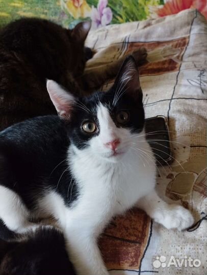 Котенок в добрые руки