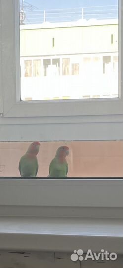 Попугай неразлучники с клеткой