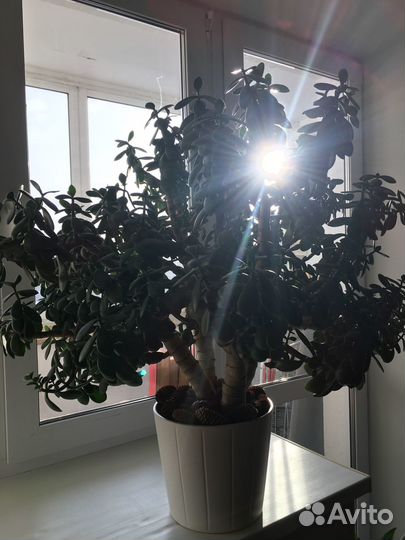 Денежное дерево (толстянка ) - 10 лет