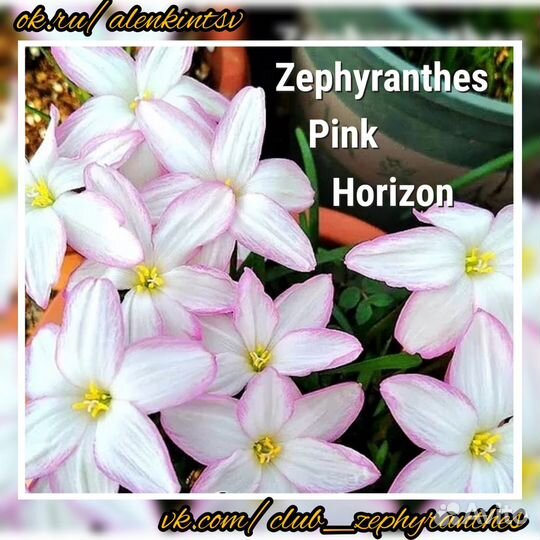 Зефирантес