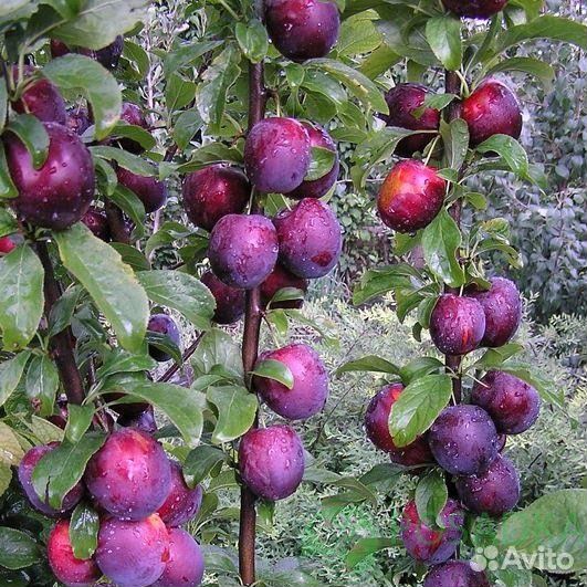 Саженцы колоновидной сливы Блю Свит