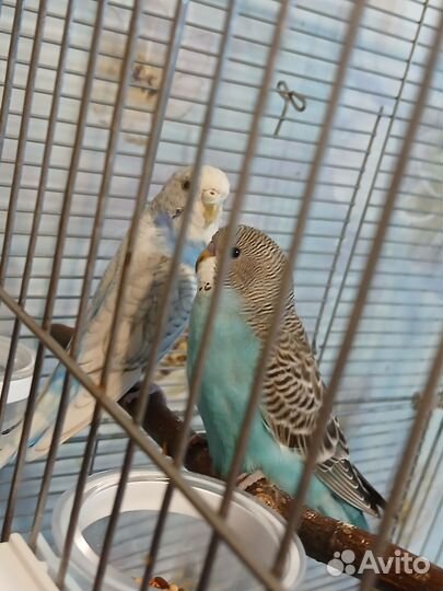 Птенец с клеткой