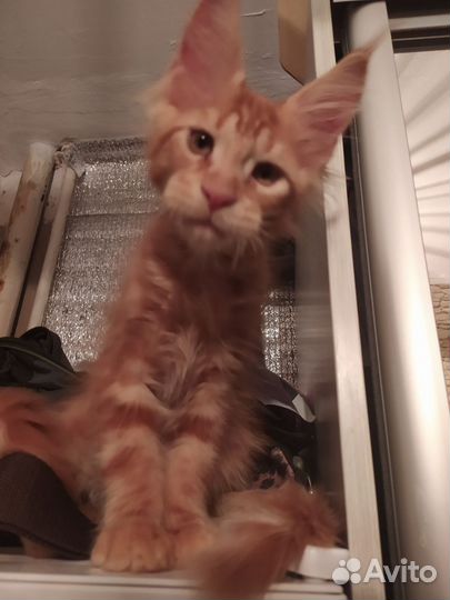 Продам котят мейн-кун