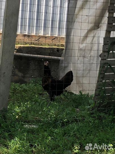 Бойцовые петухи