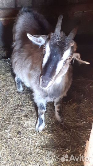 Зааненские козы дойные