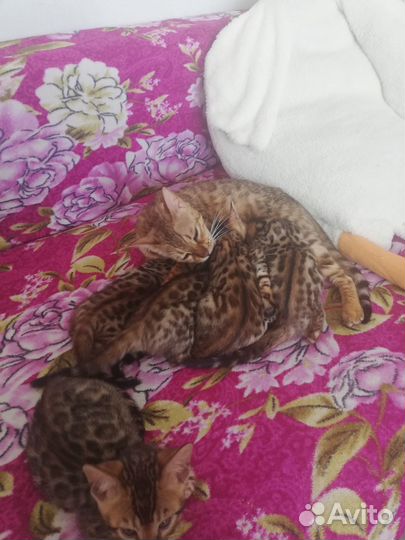 Бенгальские котята