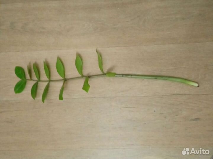 Цветы замиокулькас кактус суккуленты