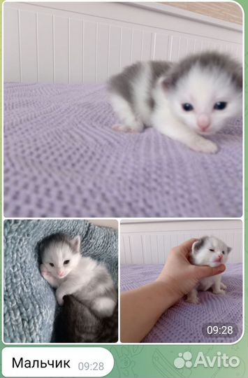 Котята в дар бесплатно