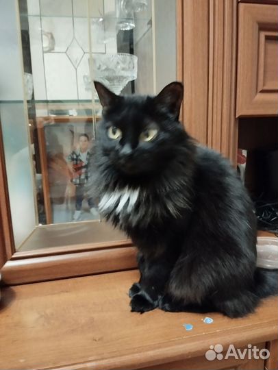 Кошка