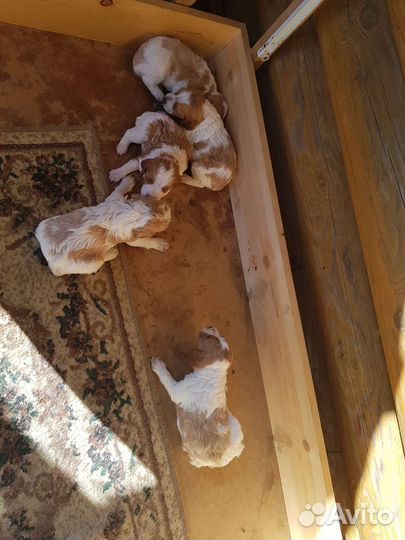 Бретонский эпаньоль щенки