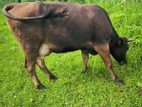 Продам двух высокоудойных коров породы Швиц
